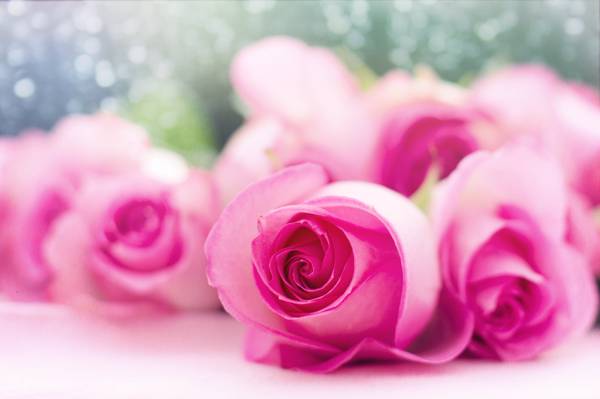 粉红色的玫瑰高清壁纸特写照片