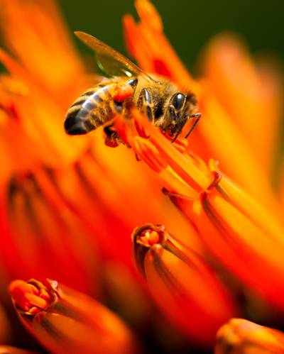 蜂蜜蜜蜂特写镜头摄影在橙色花HD墙纸的