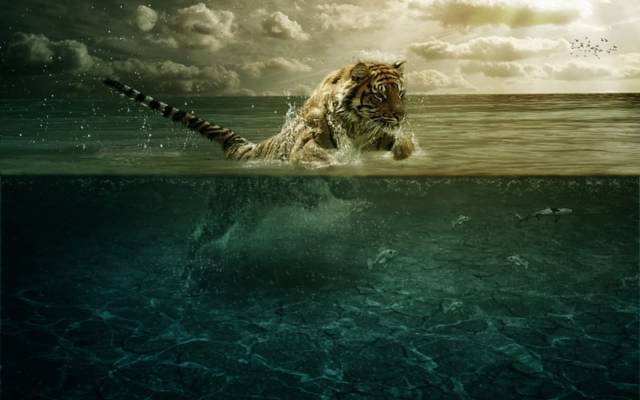 鱼,老虎,水,跳