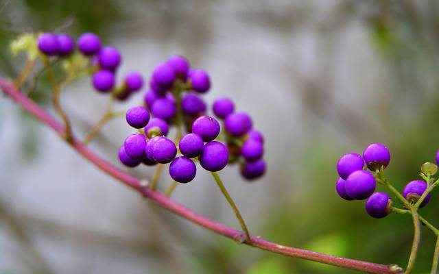 浆果,分支,紫莓,Callicarpa,紫色,性质