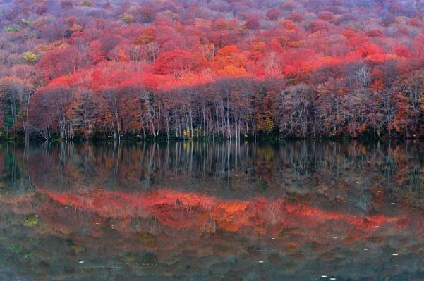 湖,反射,斜坡,树木,秋天,森林,深红色