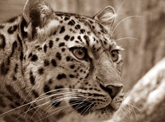 Panthera Onca高清壁纸的灰度照片