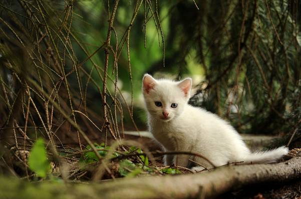 白色的小猫,靠近根高清壁纸的草地上