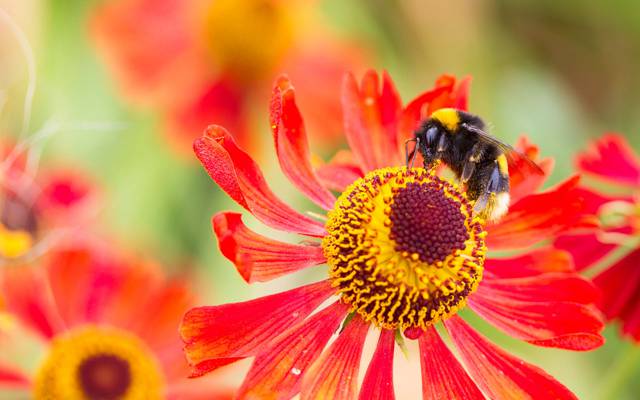 大黄蜂,花瓣,昆虫,花卉,性质