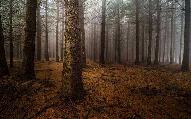 雾,松,晚上,森林,树干