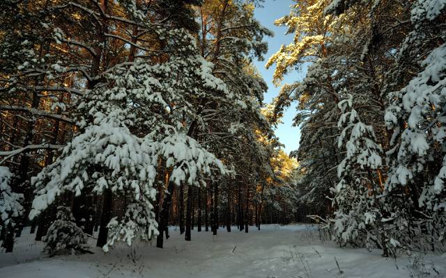 冬天,雪,景观,森林