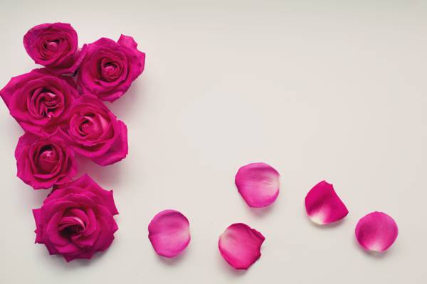粉红玫瑰高清壁纸