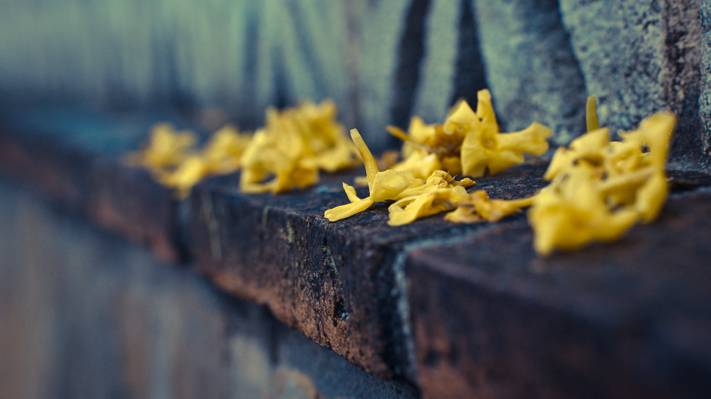 黄色的花朵高清壁纸