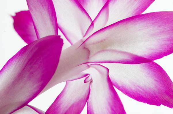 特写摄影的白色和紫色的兰花高清壁纸