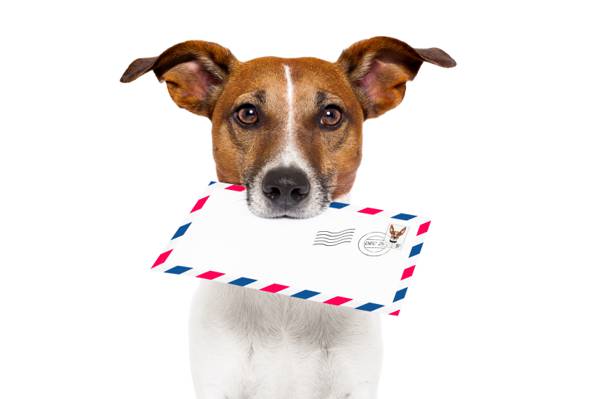 航运,信,白色背景,邮件,杰克罗素梗犬