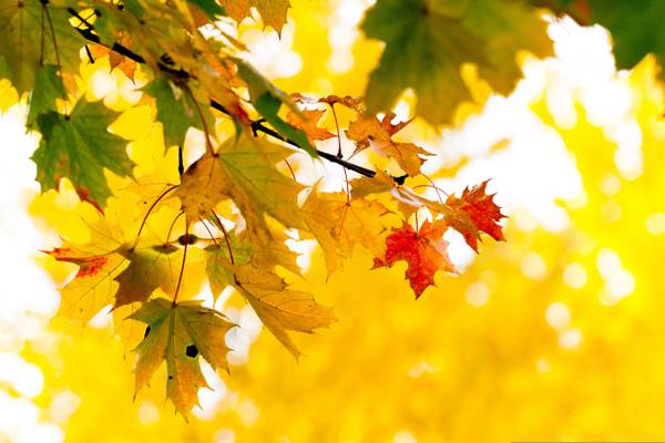 树,分支,黄色,枫叶,秋天,树叶