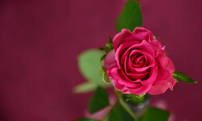 粉红色的玫瑰高清壁纸选择性焦点摄影