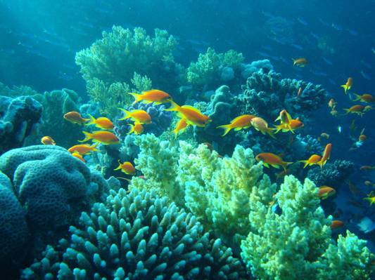鱼,水下,珊瑚,埃及,海底世界