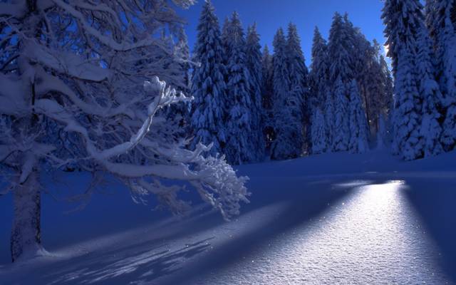 冬天,森林,雪,树木