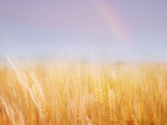 夏天,黄金,小麦,田地,性质
