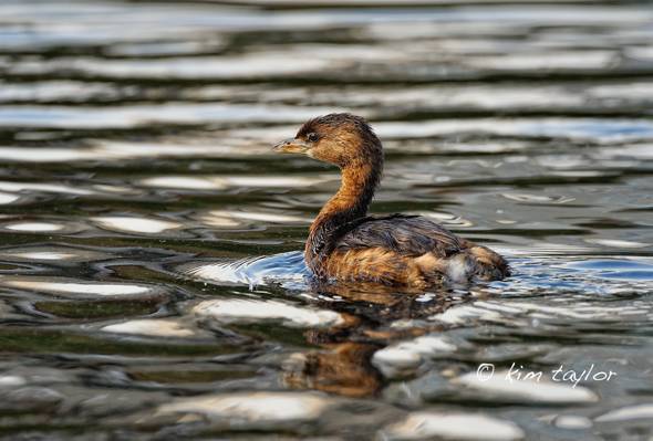 棕色和黑色的鸭子在水面上,开心的格里布高清壁纸