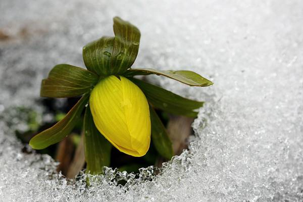 芽,冷,冰,春天,黄色,花