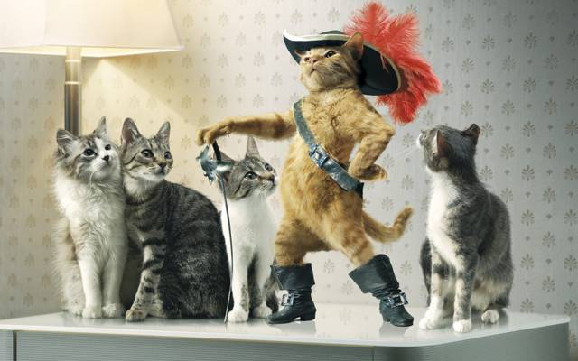 帽子,猫靴子,剑,猫