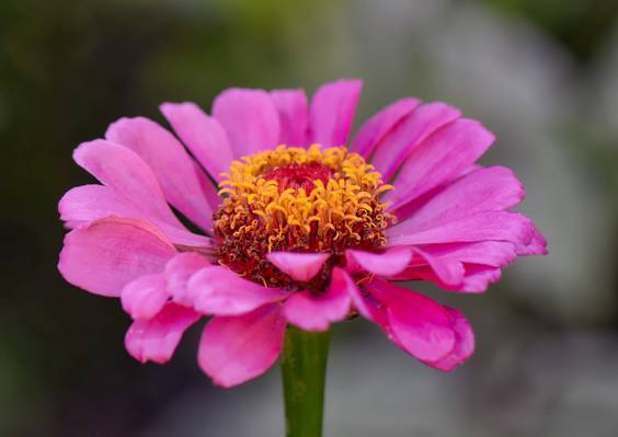 微距拍摄的粉红色的花,百日草高清壁纸