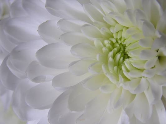 白色的花朵高清壁纸