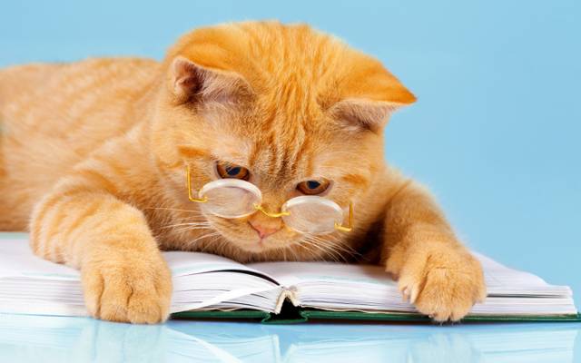 猫,幽默,读,眼镜,聪明,书,红色,背景,爪子,谎言