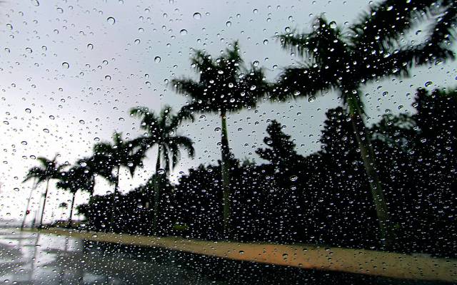 壁纸棕榈树,雨,滴
