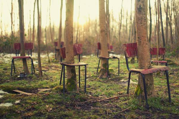 椅子,树木,森林,情况