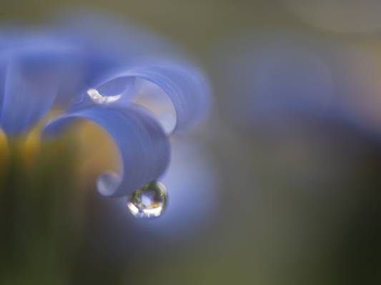 水滴即将从蓝色的花朵高清壁纸下降
