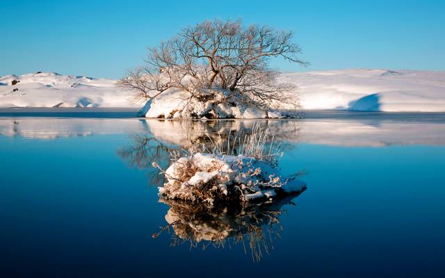树,湖,水,反射,冬季,天空