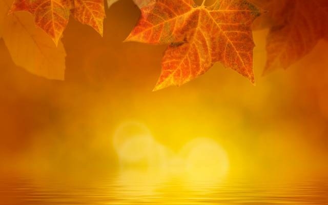 壁纸叶,秋天,眩光,雾,黄色,水,枫叶