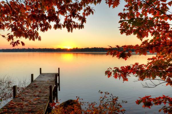 树,黎明,叶子,秋天,码头,太阳,树枝,河,森林