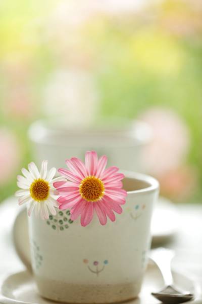 粉红色和白色的选择性焦点摄影在白色杯子高清壁纸petaled花