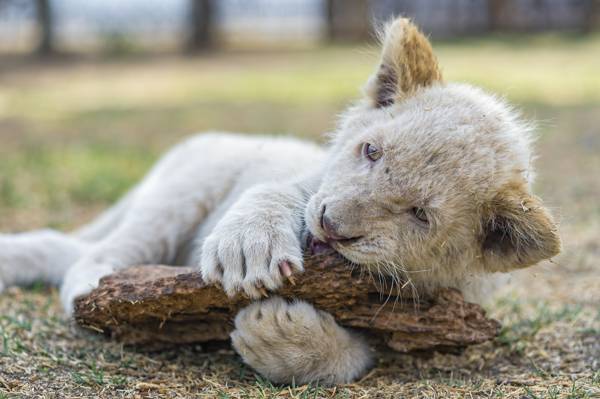 猫,游戏,爪,白狮子,幼仔,©Tambako捷豹,狮子