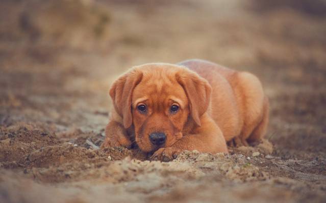 拉布拉多猎犬,看,小狗,狗,沙子