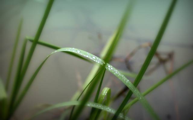 草,水,绿色,滴