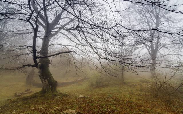 雾,树,景观,性质