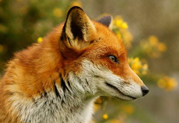 棕色和白色的狐狸,在绿草和黄色的花朵,白天高清壁纸