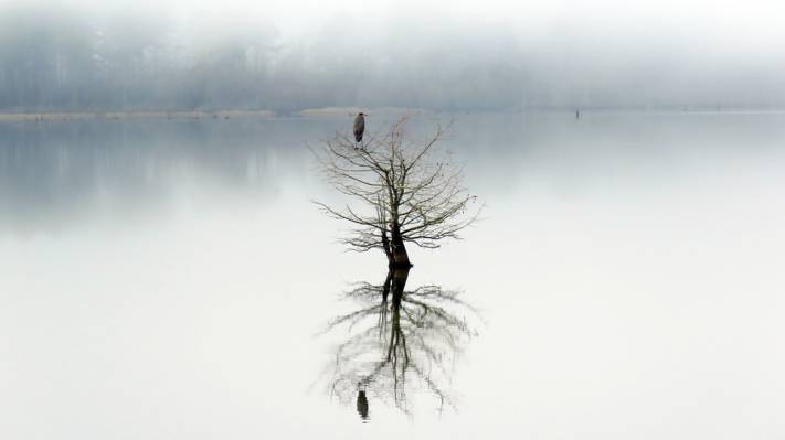 鸟顶上光秃秃的树上的镜子水反射高清壁纸
