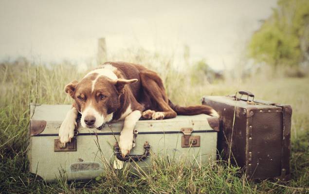狗,行李,草,手提箱