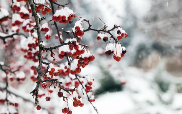 浆果,雪,自然