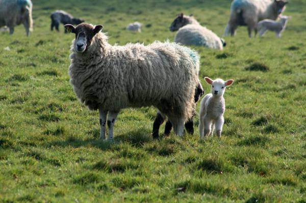 米色羊靠近婴儿羊草