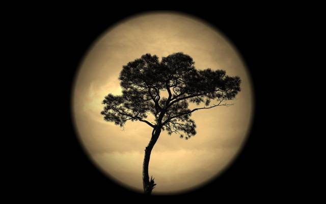 树,天空,月亮,夜晚,剪影