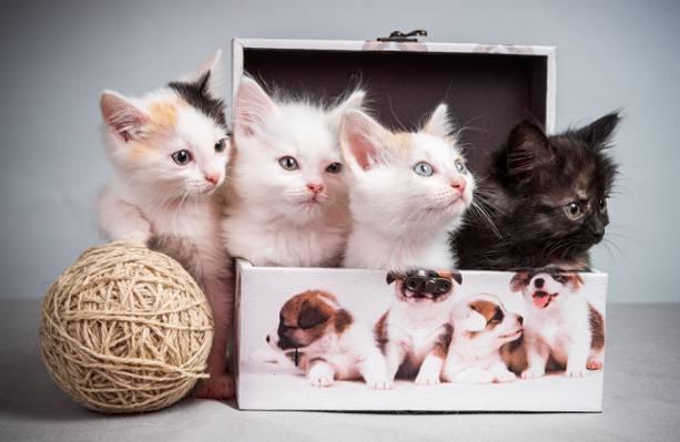 盒子,缠结,小猫