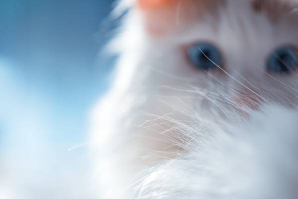 小猫白色毛皮,猫高清壁纸的特写摄影