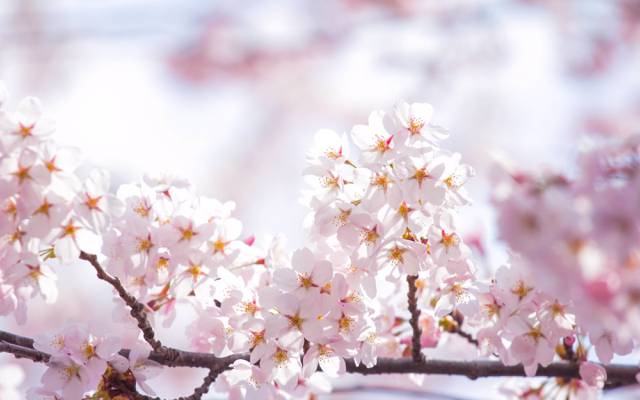 花,光,开花,花瓣,樱花,太阳,天空,树枝,粉红色,春天