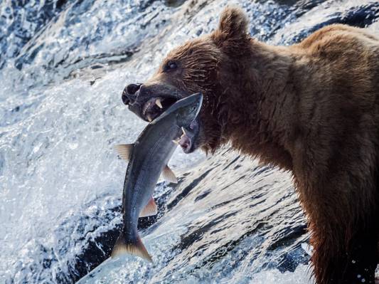 河,鱼,捕捉,水,灰熊,钓鱼,熊,阿拉斯加