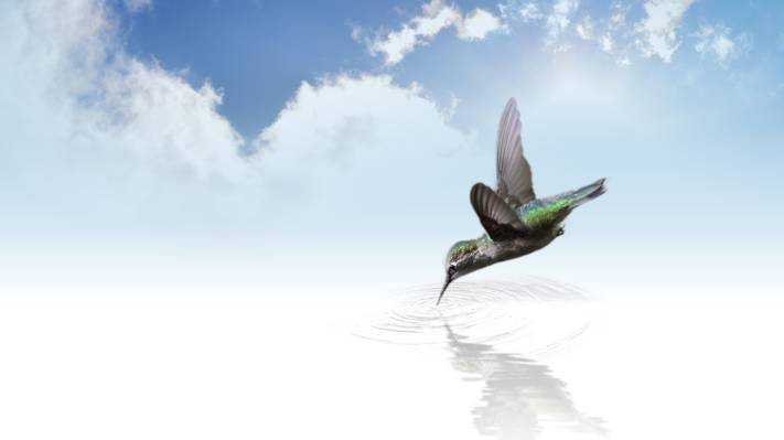 绿色和黑色的鸟在清澈的平静水面上喝白色的天空下高清壁纸