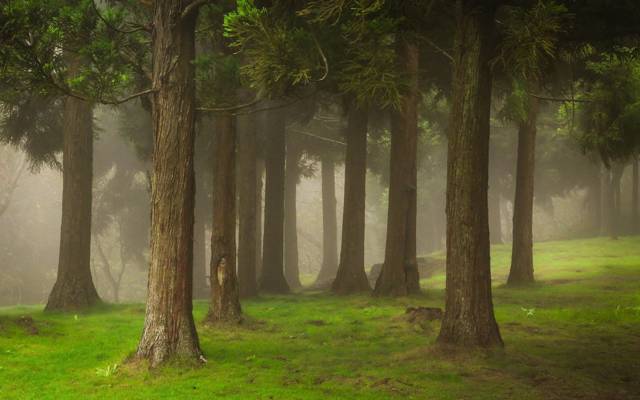 森林,夏天,雾