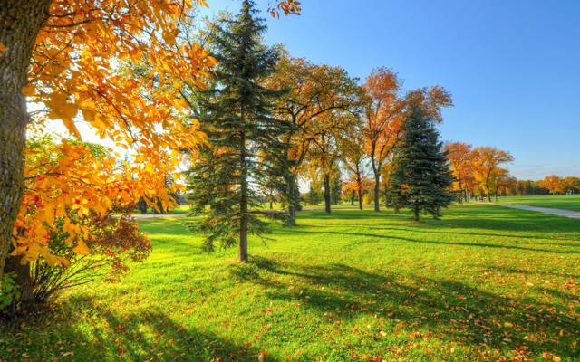 秋天,公园,天空,树木,草地,轨道,树叶