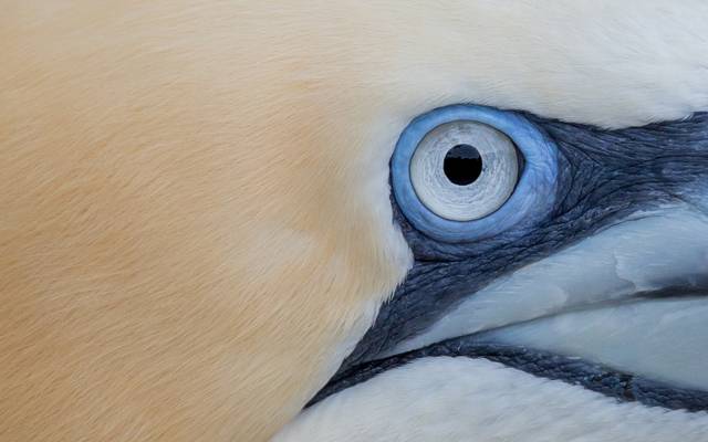 鸟,眼睛,gannet